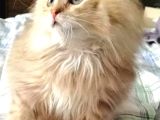 British Shorthair Bebekler