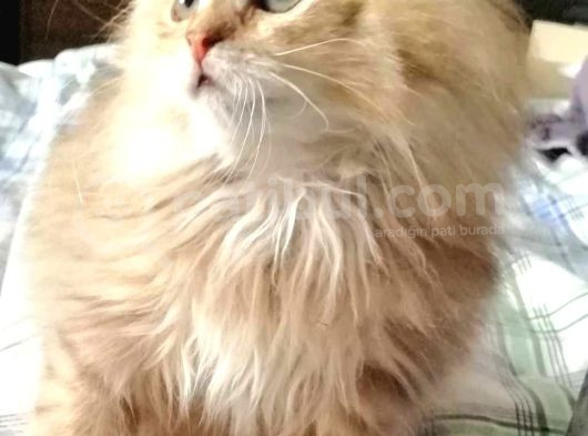 British Shorthair Bebekler görsel