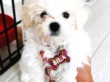 Maltese Terrier 3 Aylık Dişi