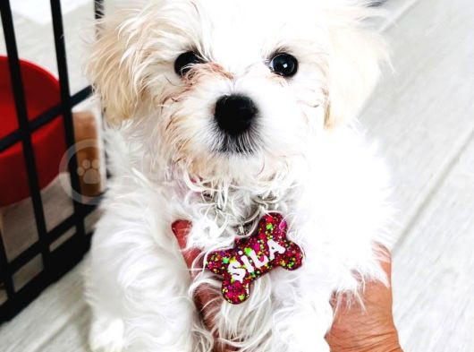 Maltese Terrier 3 Aylık Dişi görsel