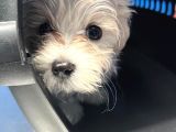 Maltese Terrier 3 Aylık Dişi