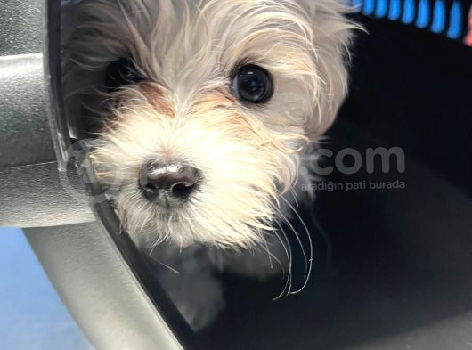 Maltese Terrier 3 Aylık Dişi görsel