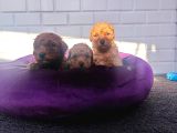 A Plus Minik Toy Poodle Yavruları