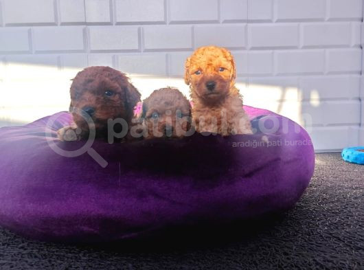 A Plus Minik Toy Poodle Yavruları görsel