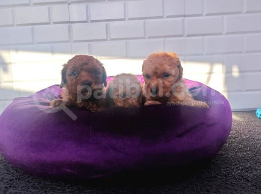 A Plus Minik Toy Poodle Yavruları görsel