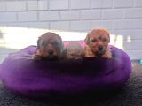 A Plus Minik Toy Poodle Yavruları