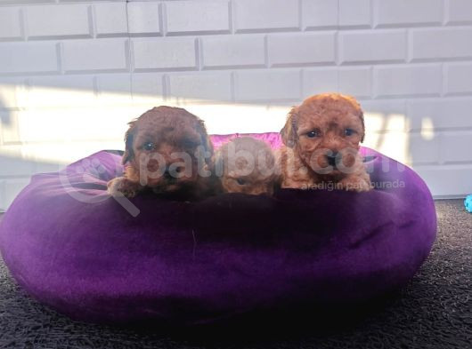 A Plus Minik Toy Poodle Yavruları görsel