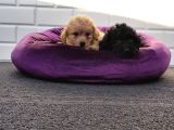 A Plus Minik Toy Poodle Yavruları