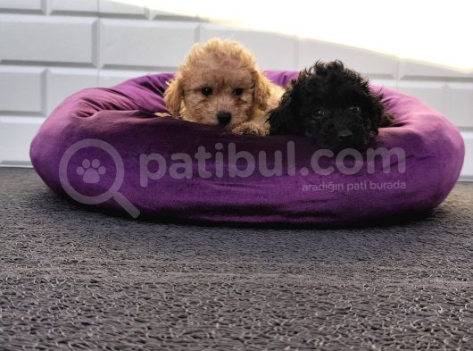 A Plus Minik Toy Poodle Yavruları görsel
