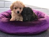 A Plus minik Toy Poodle Yavruları