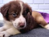 A Kalite Garantili Irk Border Collie Yavruları