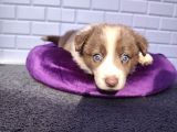 A Kalite Garantili Irk Border Collie Yavruları