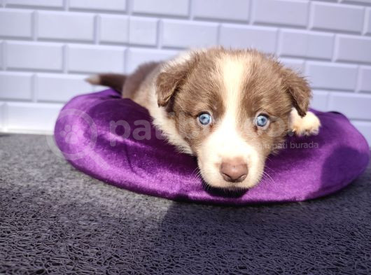 A Kalite Garantili Irk Border Collie Yavruları görsel