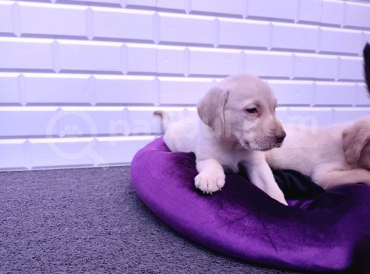 Sevimli Labrador Yavruları görsel