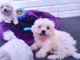 Kore Kan A Plus Maltese Yavruları