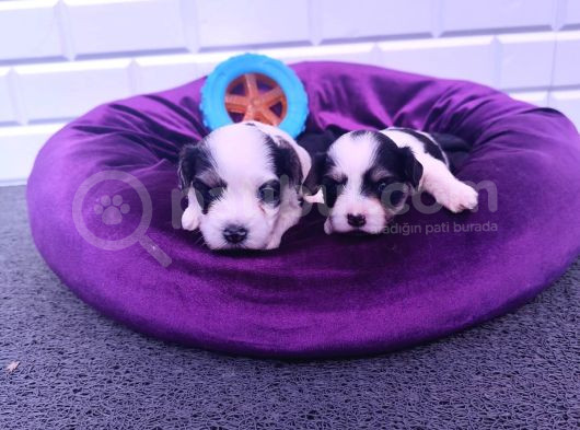 Kore Kan Minicik Morkie Yavruları görsel