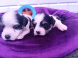 Kore Kan Minicik Morkie Yavruları
