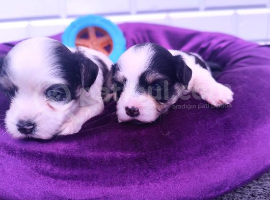 Kore Kan Minicik Morkie Yavruları görsel