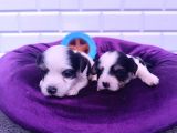 Kore Kan Minicik Morkie Yavruları