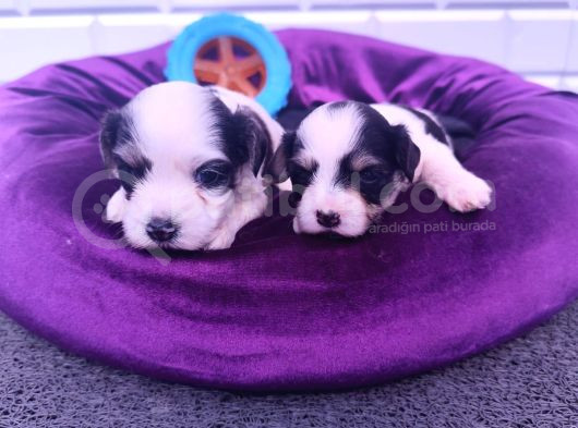 Kore Kan Minicik Morkie Yavruları
