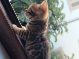 Bengal yavru kedısı dişi