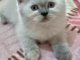 DİŞİ VE ERKEK BLUEPOİNT SCOTTİSH VE BRİTİSH