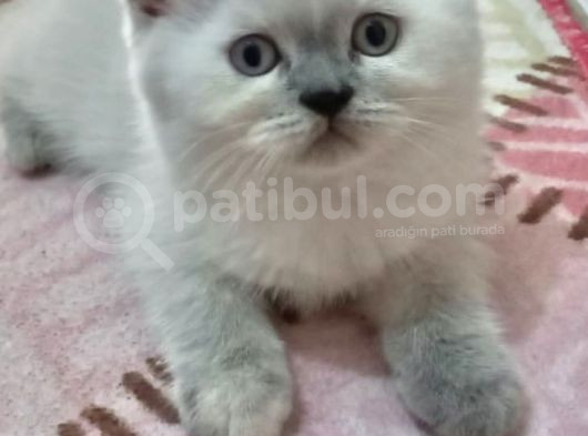 Di̇şi̇ Ve Erkek Bluepoi̇nt Scotti̇sh Ve Bri̇ti̇sh