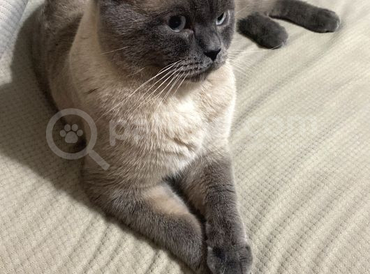 Sağlıklı Sakin British Blue Point