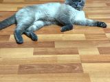 Sağlıklı Sakin British Blue Point