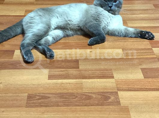 Sağlıklı Sakin British Blue Point görsel