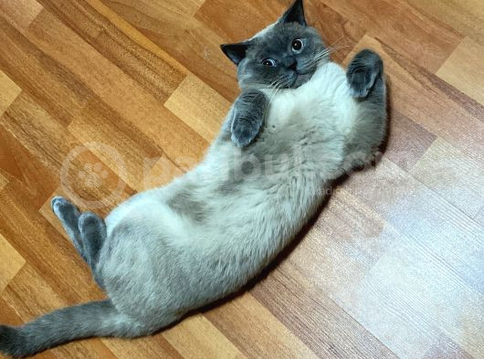Sağlıklı Sakin British Blue Point görsel