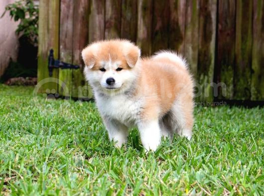 Safkan Dişi Erkek Japon Akita Yavrularımız görsel