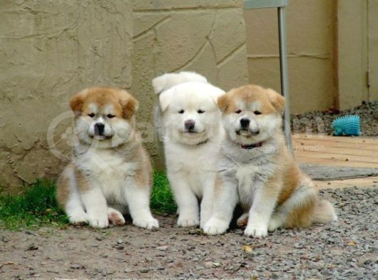 safkan dişi erkek japon akita yavrularımız