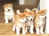 Safkan Dişi Erkek Japon Akita Yavrularımız