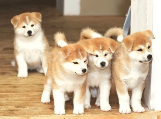 Safkan Dişi Erkek Japon Akita Yavrularımız görsel