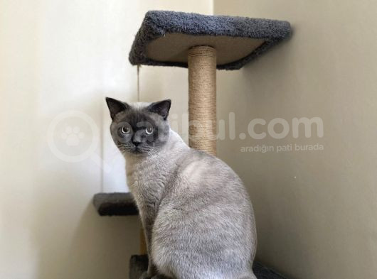 Sağlıklı Sakin British Blue Point görsel