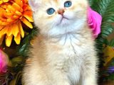 Show Kalite British Shorthair Golden Bebekler 