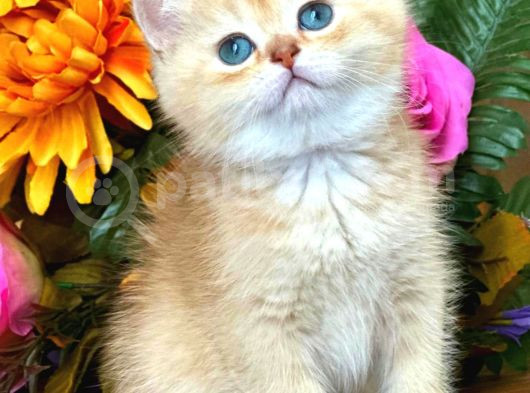 Show Kalite British Shorthair Golden Bebekler  görsel
