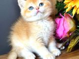 Show Kalite British Shorthair Golden Bebekler 