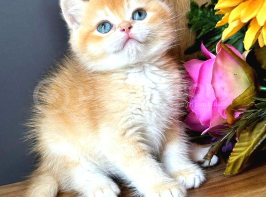 Show Kalite British Shorthair Golden Bebekler  görsel