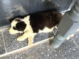 Yavru Dişi Border Collie