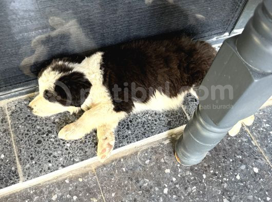 Yavru Dişi Border Collie görsel