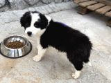Yavru Dişi Border Collie