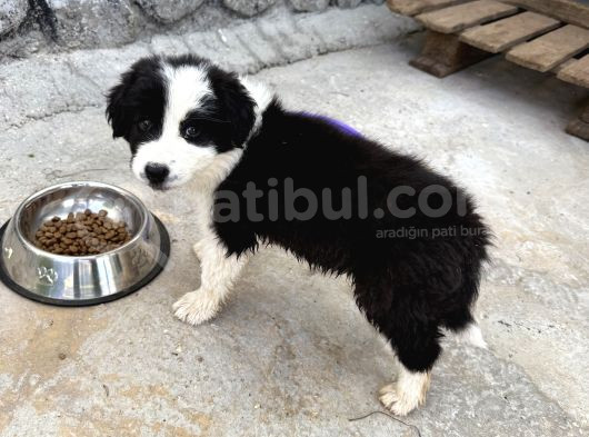 Yavru Dişi Border Collie