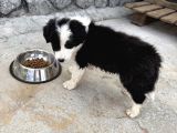 Yavru Dişi Border Collie