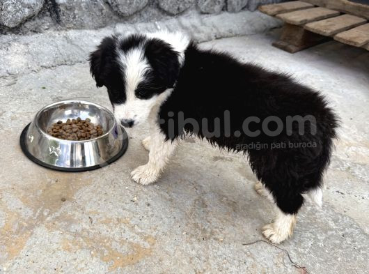 Yavru Dişi Border Collie görsel
