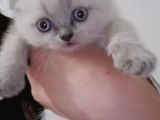 Di̇şi̇ Ve Erkek Bluepoi̇nt Scotti̇sh Ve Bri̇ti̇sh