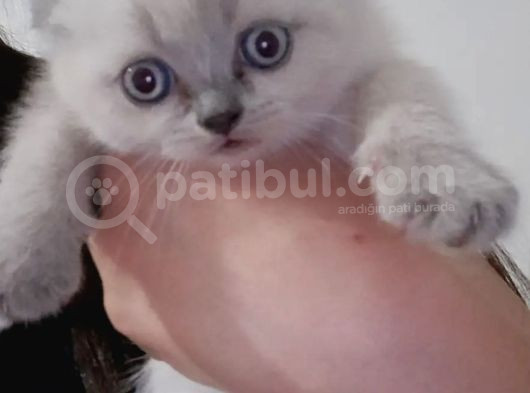 Di̇şi̇ Ve Erkek Bluepoi̇nt Scotti̇sh Ve Bri̇ti̇sh görsel