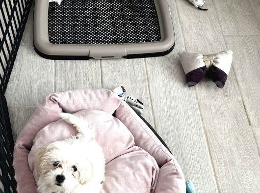 Maltese Terrier 3 Aylık Dişi