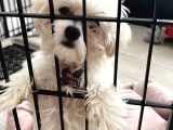 Maltese Terrier 3 Aylık Dişi
